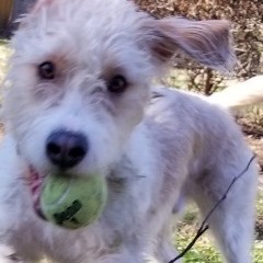 White Dog With Ball